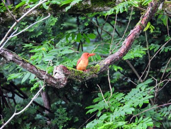 Ruddy Kingfisher Unknown Spots Fri, 6/23/2023