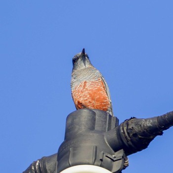 Blue Rock Thrush 観音崎公園 Fri, 8/25/2023