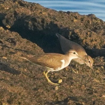 Grey-tailed Tattler 観音崎公園 Fri, 8/25/2023