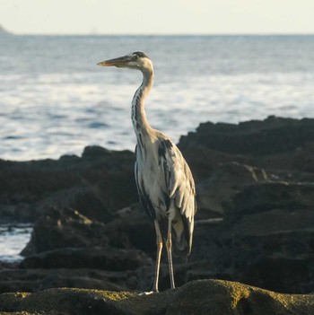 Grey Heron 観音崎公園 Fri, 8/25/2023