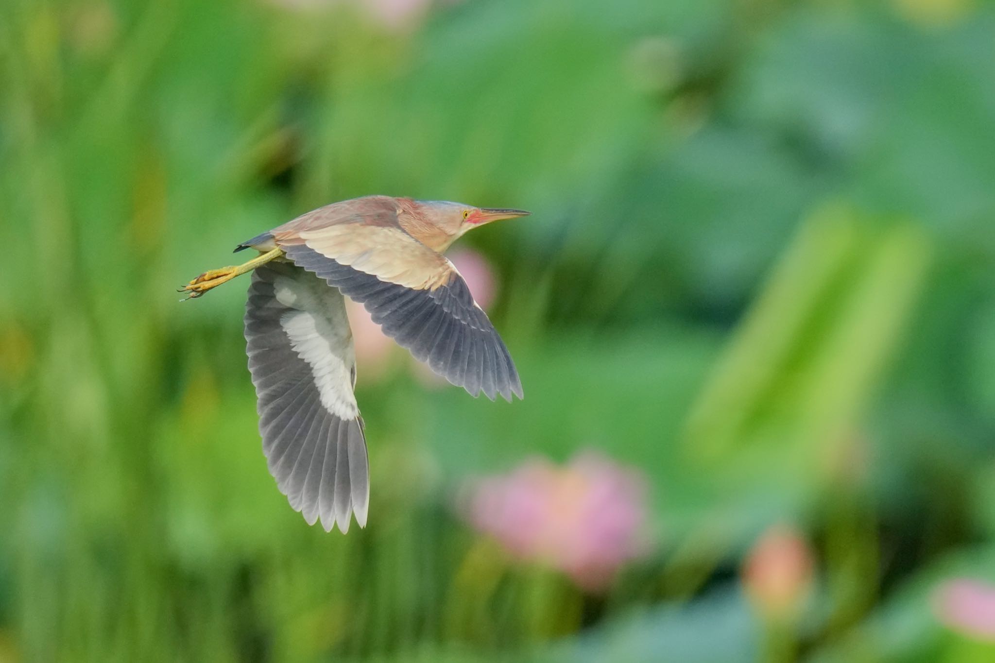 Photo of Yellow Bittern at 館林 by アポちん