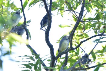 2023年8月25日(金) 長浜公園の野鳥観察記録