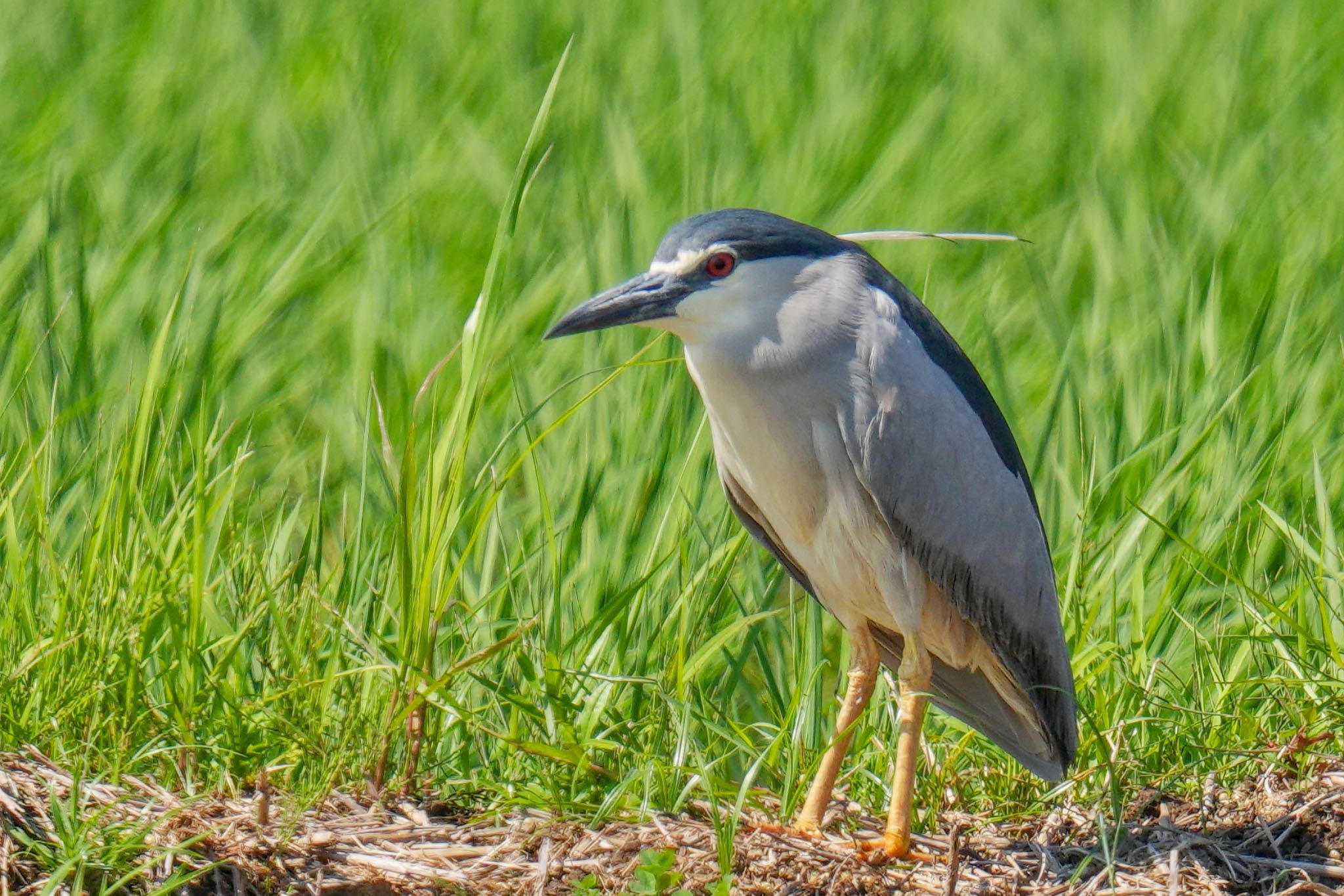 Black-crowned Night Heron