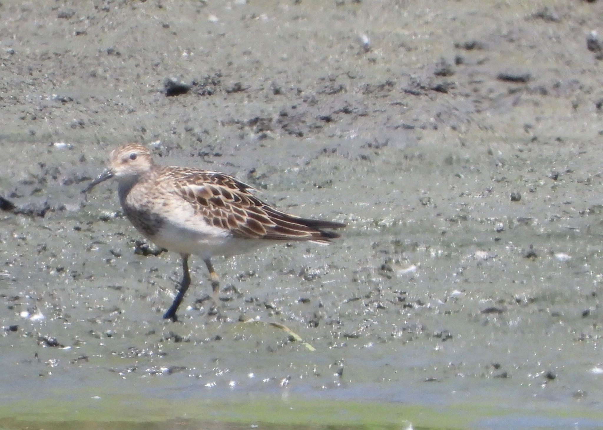 Photo of Pectoral Sandpiper at Tokyo Port Wild Bird Park by biglife_birds