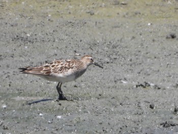 アメリカウズラシギ 東京港野鳥公園 2023年8月25日(金)