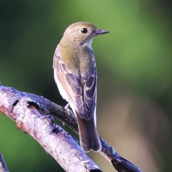 Narcissus Flycatcher 勅使池(豊明市) Fri, 8/25/2023