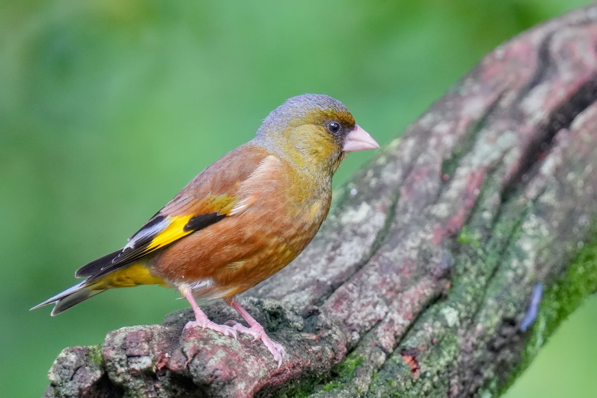 西湖野鳥の森公園 カワラヒワの写真