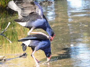 Australasian Swamphen Centennial Park (Sydney) Fri, 8/25/2023