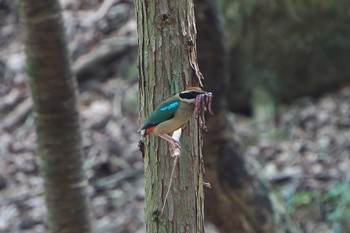 ヤイロチョウ ささやまの森公園(篠山の森公園) 2023年7月29日(土)