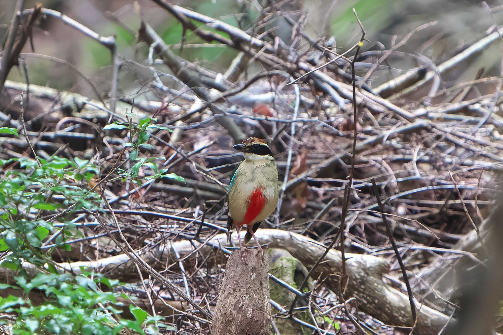 ささやまの森公園(篠山の森公園) ヤイロチョウの写真