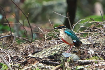 Sat, 7/29/2023 Birding report at ささやまの森公園(篠山の森公園)