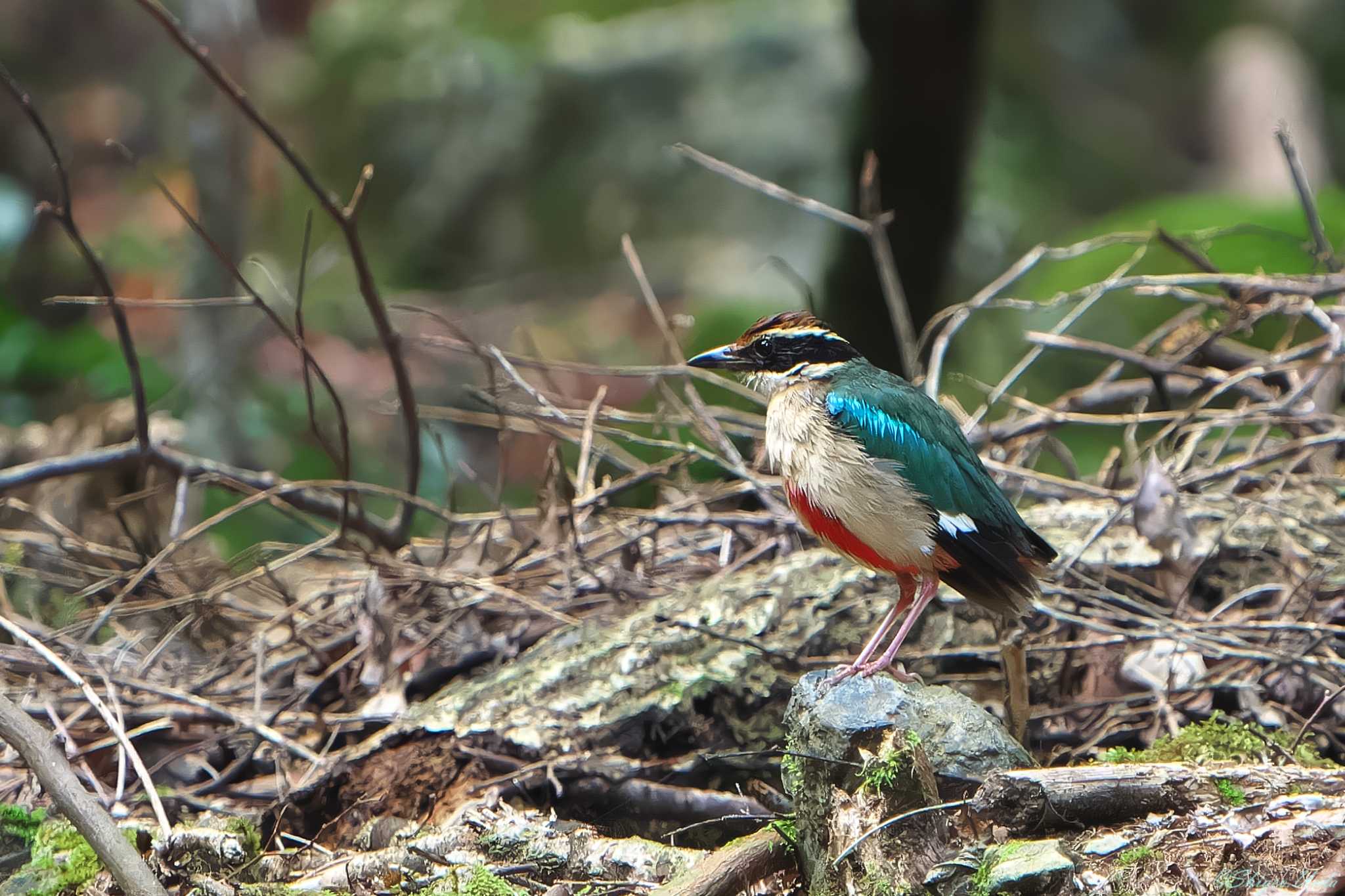 Photo of Fairy Pitta at ささやまの森公園(篠山の森公園) by 禽好き