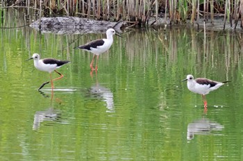 セイタカシギ 東京港野鳥公園 2023年8月22日(火)