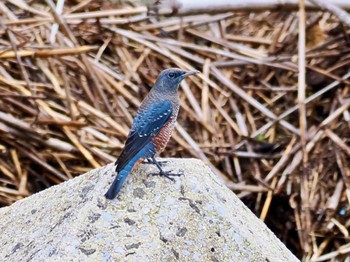 Blue Rock Thrush 安岐川河口 Fri, 8/18/2023