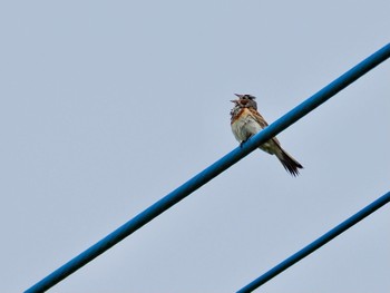 Chestnut-eared Bunting 安岐川河口 Fri, 8/18/2023