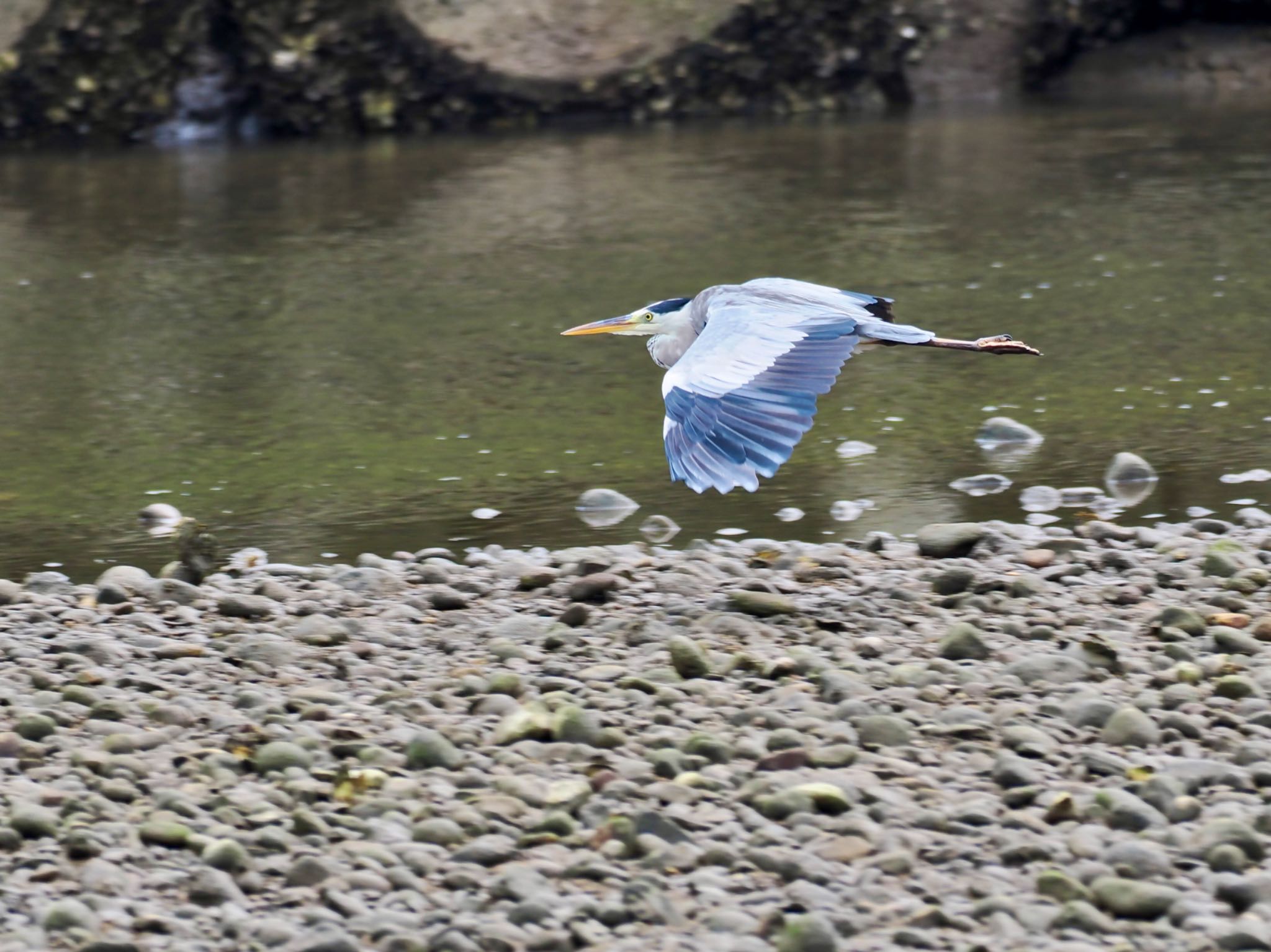 アオサギ　大きく重い身体で低空飛行も得意な最強野鳥（餌探しも一流） by クロやん