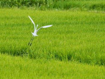 チュウサギ 安岐川河口 2023年8月18日(金)