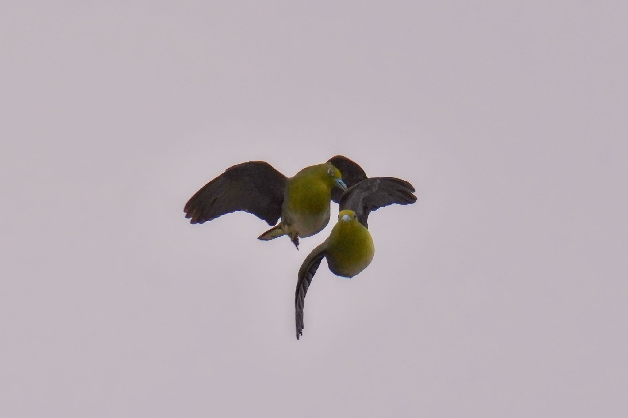 White-bellied Green Pigeon