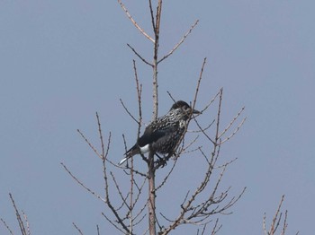 Spotted Nutcracker 富士山御中道 Mon, 8/21/2023