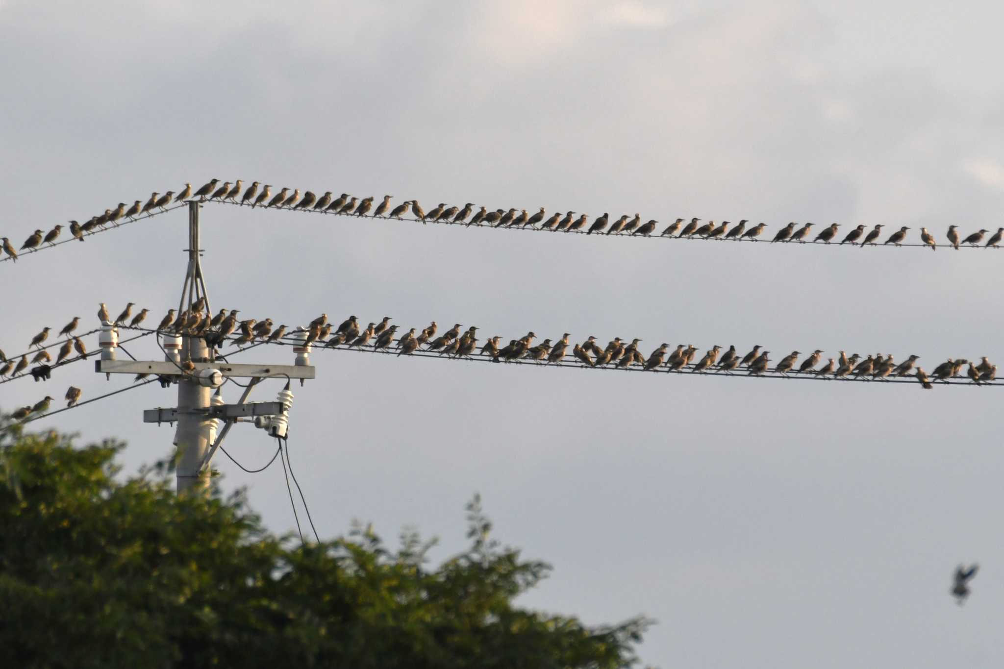 Photo of White-cheeked Starling at 津幡町 by Semal