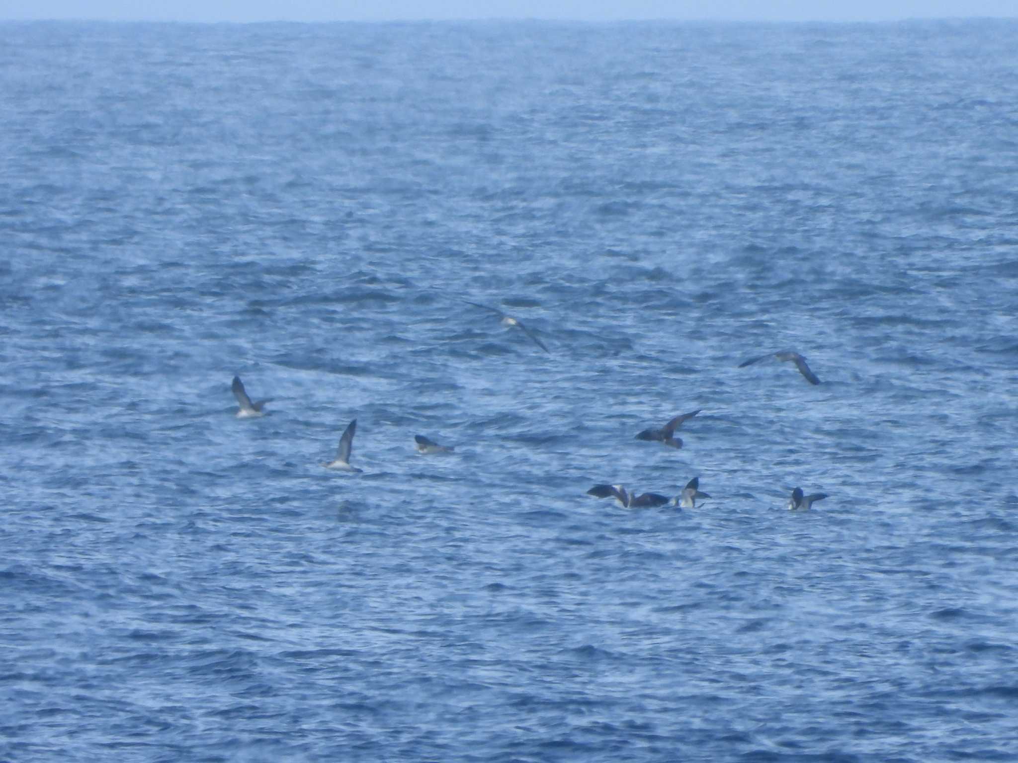 Streaked Shearwater