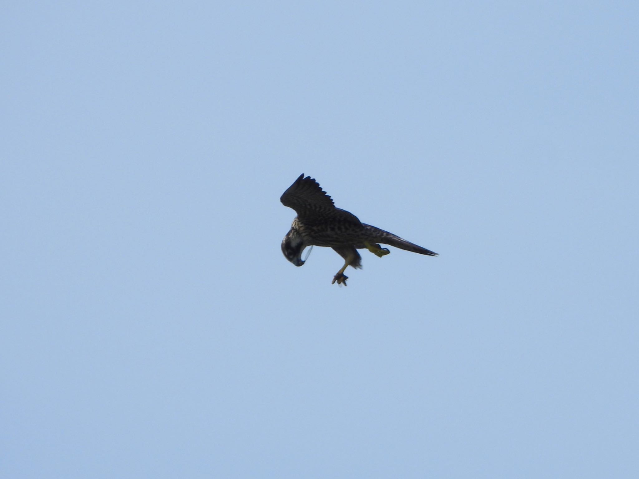 Peregrine Falcon