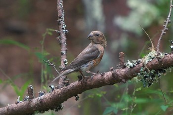 2023年8月25日(金) 富士河口湖町の野鳥観察記録