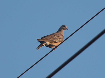 Oriental Turtle Dove Unknown Spots Fri, 8/25/2023