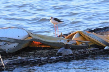 2023年8月25日(金) 境川河口の野鳥観察記録