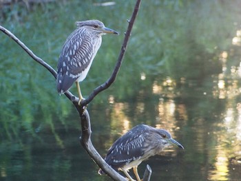 Black-crowned Night Heron Kasai Rinkai Park Fri, 8/25/2023