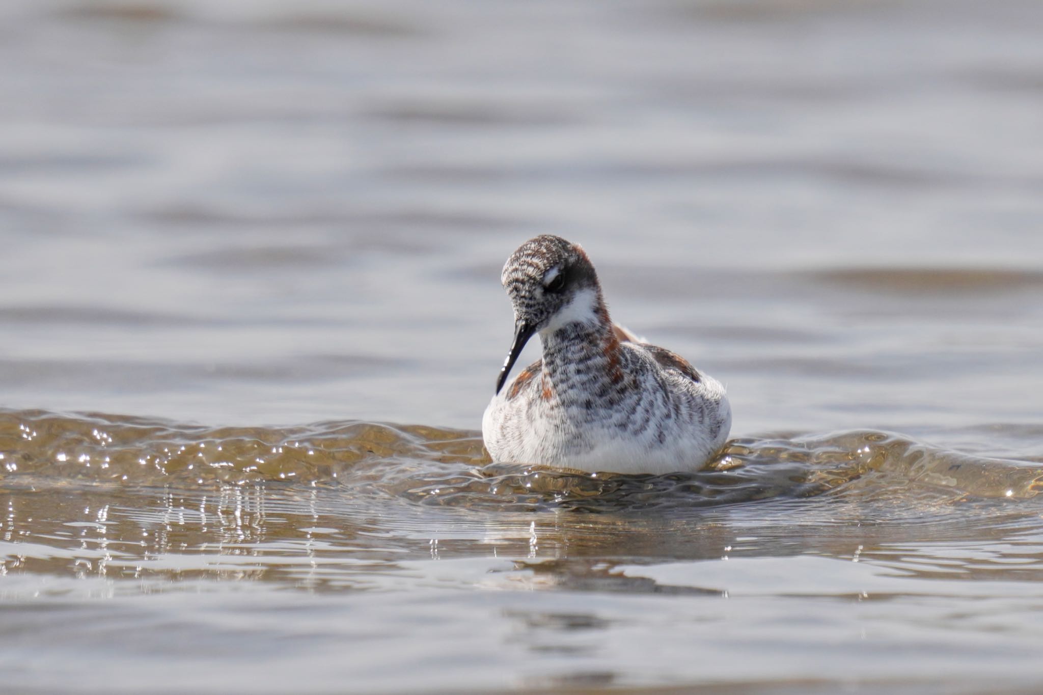 Red-necked Phalarope