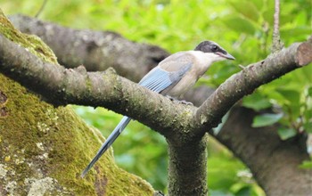 オナガ 洗足池(大田区) 2023年8月16日(水)