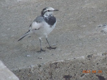 Wagtail Unknown Spots Sat, 8/26/2023