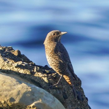 Blue Rock Thrush 観音崎公園 Sat, 8/26/2023