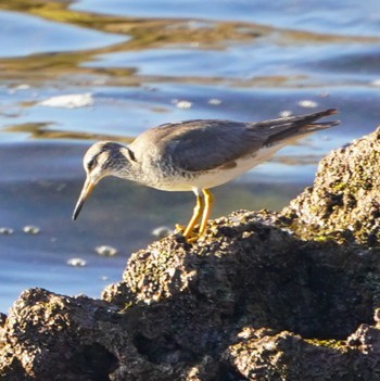 Grey-tailed Tattler 観音崎公園 Sat, 8/26/2023