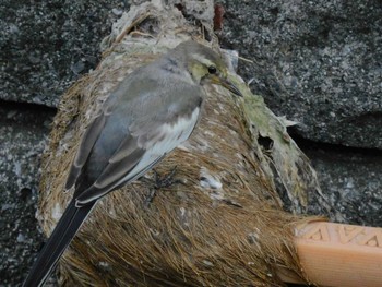 2023年8月26日(土) 平和の森公園、妙正寺川の野鳥観察記録