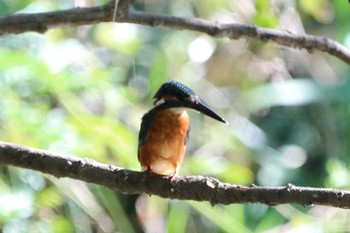 Common Kingfisher 祖父江ワイルドネイチャー緑地 Sat, 8/26/2023