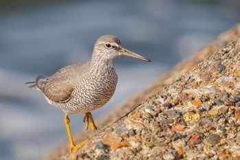 Wandering Tattler 日の出三番瀬沿い緑道 Sat, 5/27/2023