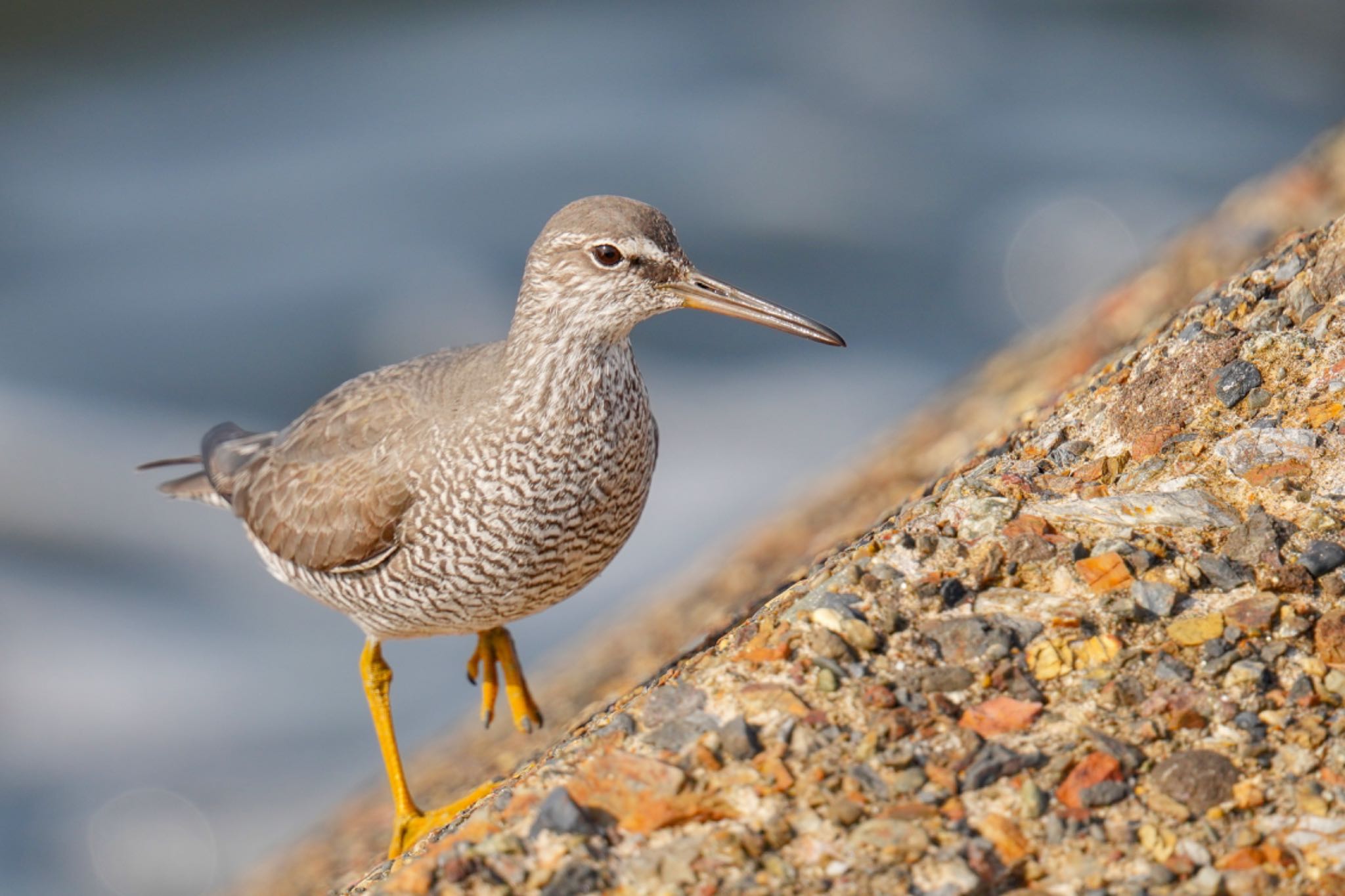 Wandering Tattler