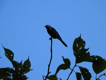 2023年8月26日(土) 座間谷戸山公園の野鳥観察記録