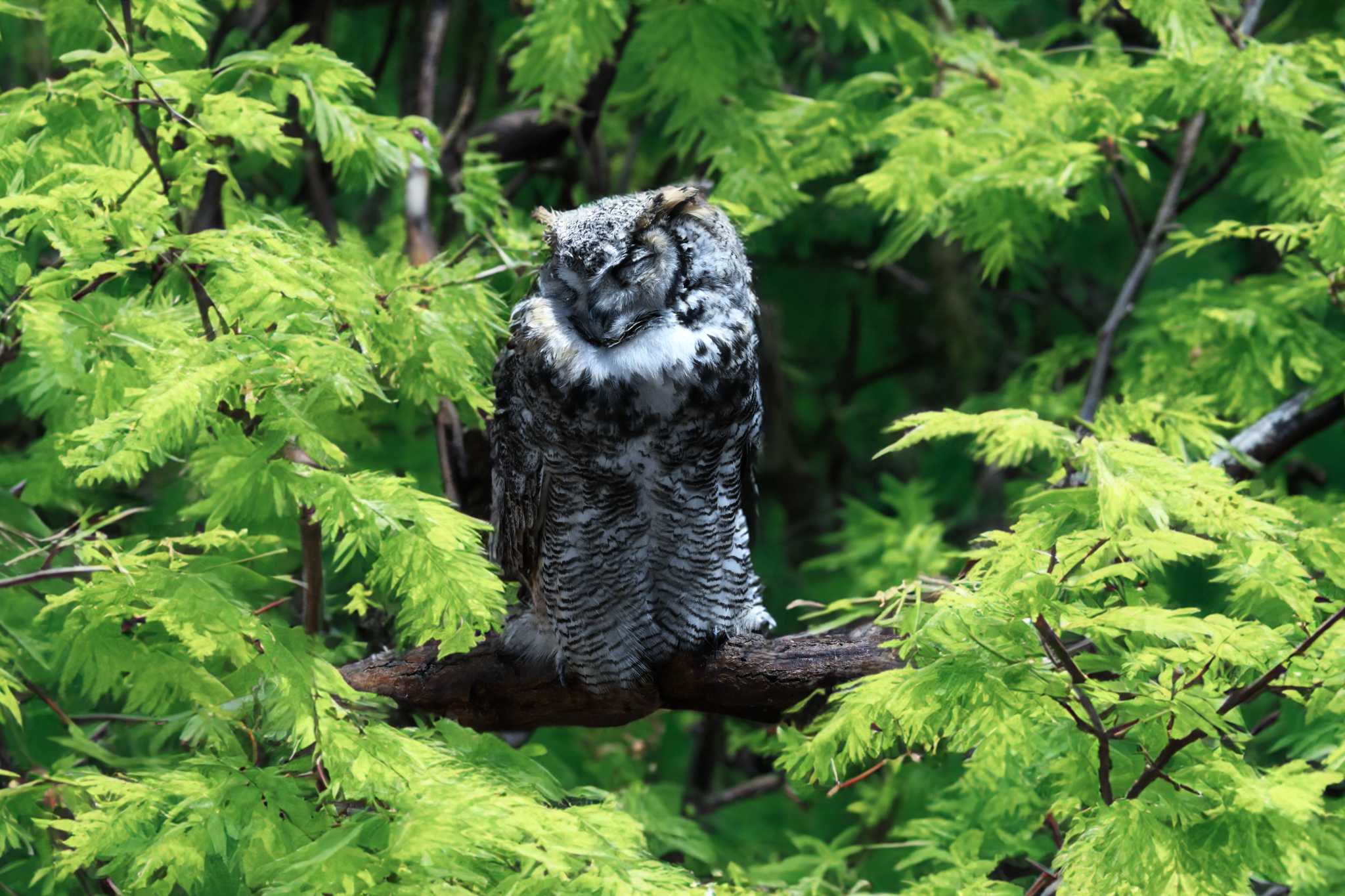Photo of Great Horned Owl at  by Yokai