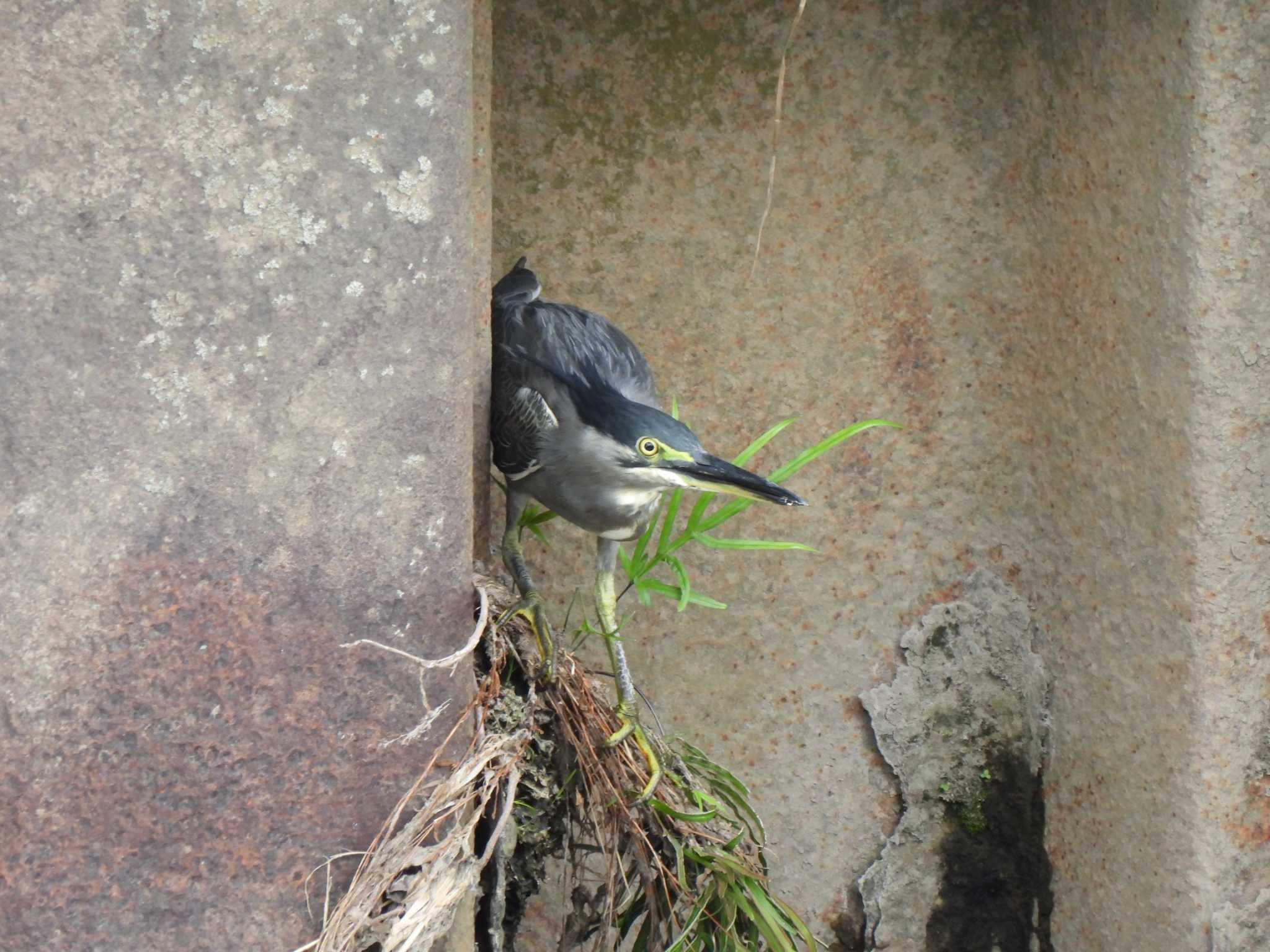 引地川親水公園 ササゴイの写真 by こむぎこねこ