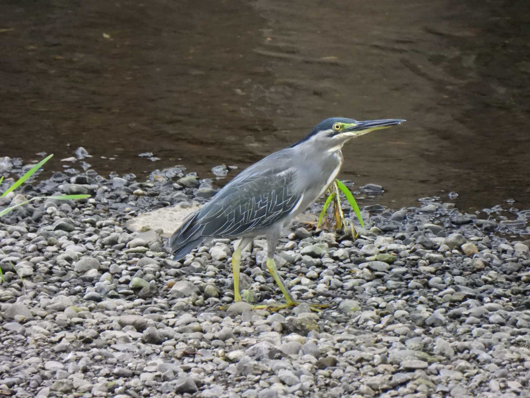 引地川親水公園 ササゴイの写真 by こむぎこねこ