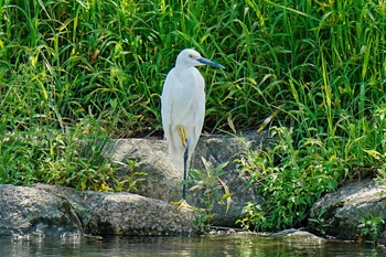 2023年8月25日(金) 竹村新池公園(豊田市)の野鳥観察記録