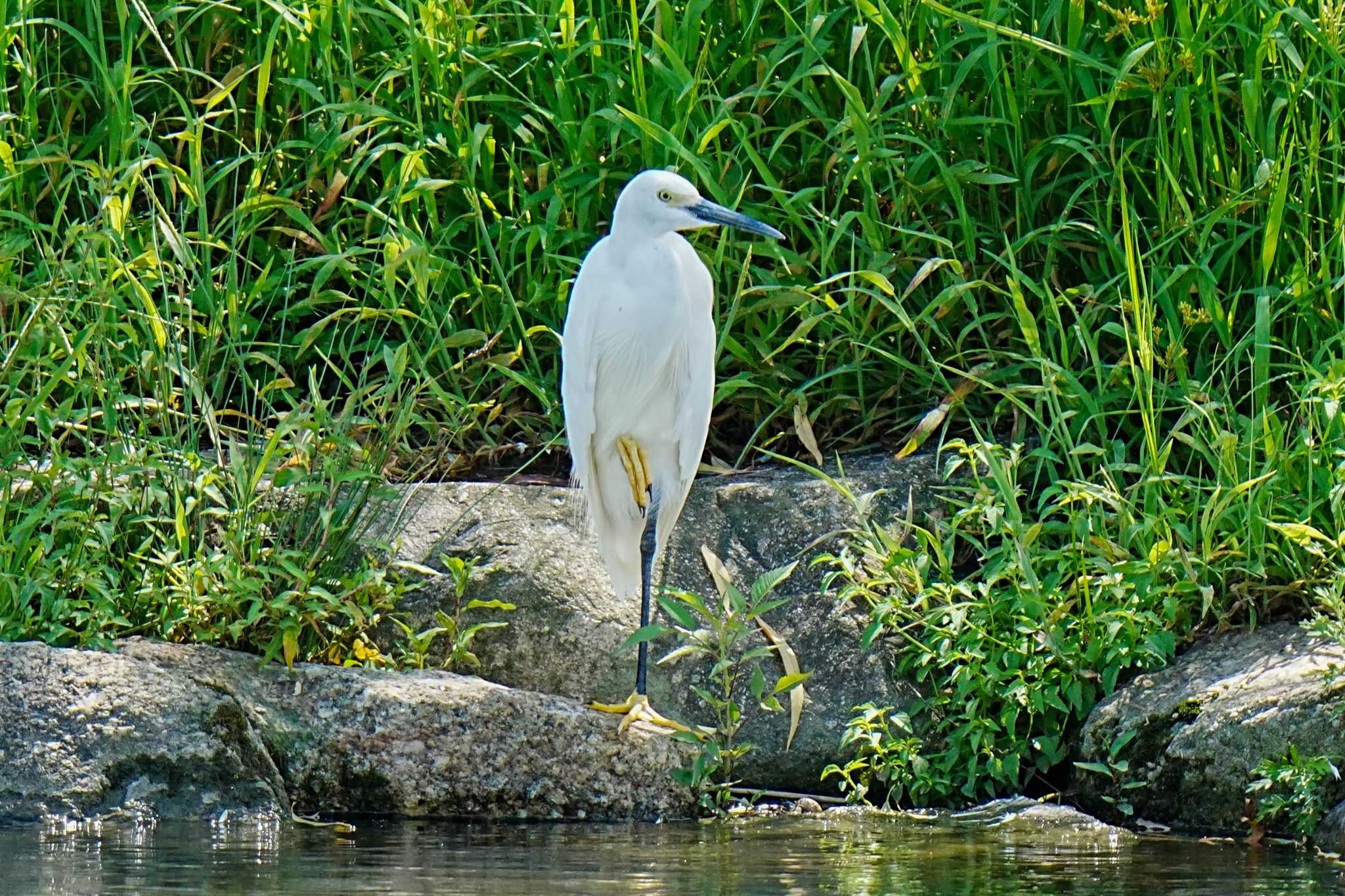 竹村新池公園(豊田市) コサギの写真 by porco nero