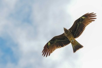 2023年8月25日(金) たんトピア(愛知県 碧南市)の野鳥観察記録