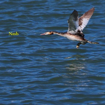 Great Crested Grebe Unknown Spots Unknown Date