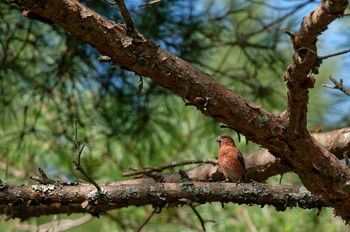 Red Crossbill 山梨県 Sat, 8/26/2023