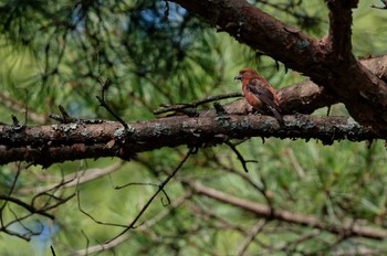 Red Crossbill 山梨県 Sat, 8/26/2023