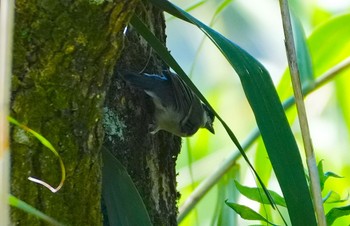 2023年8月26日(土) 千里南公園の野鳥観察記録